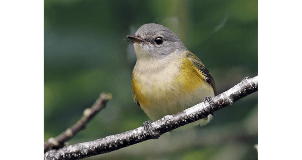 Course Bird Watching: Fall Bird Migration image 3