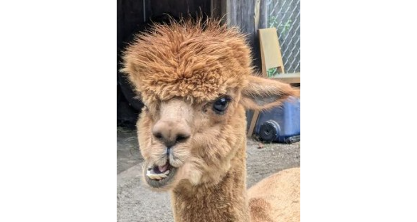 Picture for: Meet the Alpacas at the Harvard Alpaca Ranch!