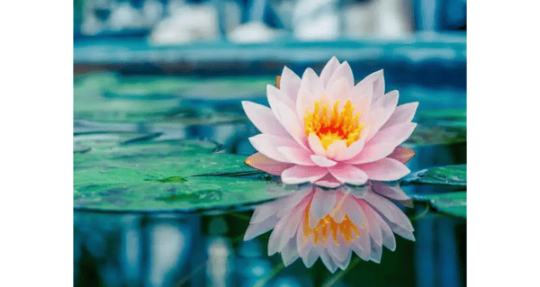 Picture for Paint & Sip: Water Lily