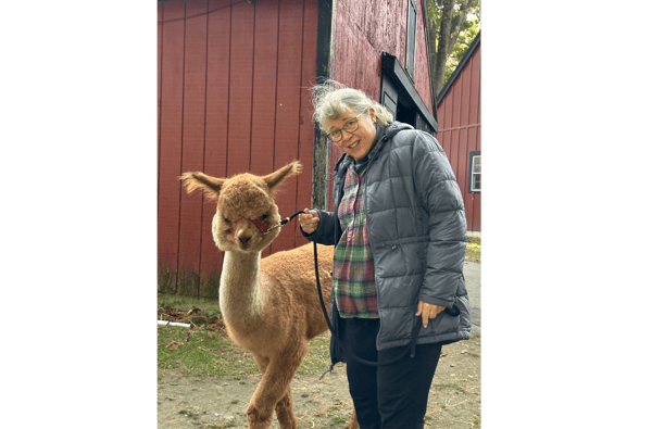 Course Meet the Alpacas at the Harvard Alpaca Ranch! image 2