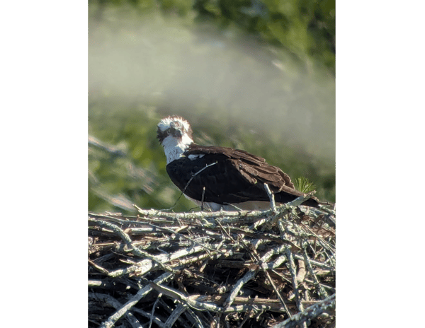 Course Spring Birding image 4