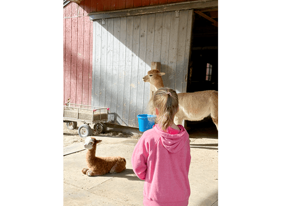 Course Meet the Alpacas at the Harvard Alpaca Ranch! image 5