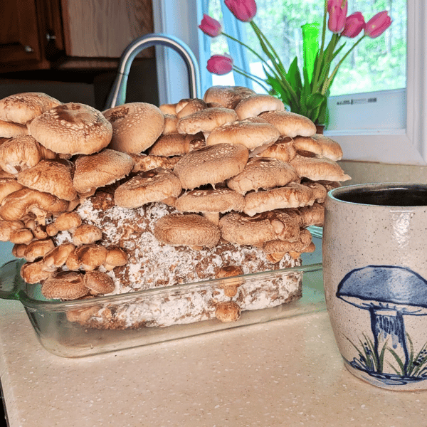 Picture for Grow Your Own Mushrooms