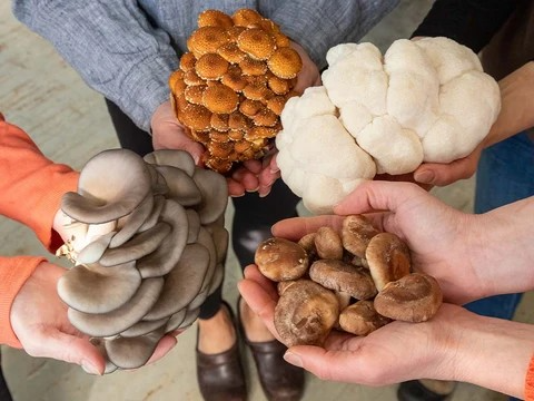 Course Grow Your Own Mushrooms image 3