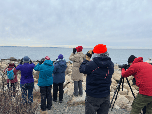 Course Bird Watching: Fall Bird Migration image 4