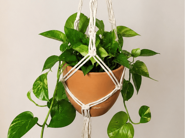 Picture for: Macramé Art: Plant Hanger