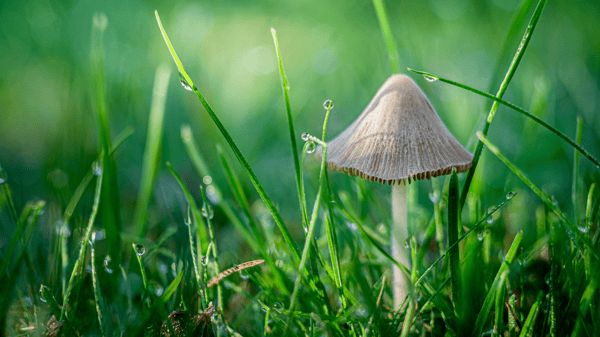 Course Young Scientists: The Secret Life of Mushrooms - Ages 3-5 image 1