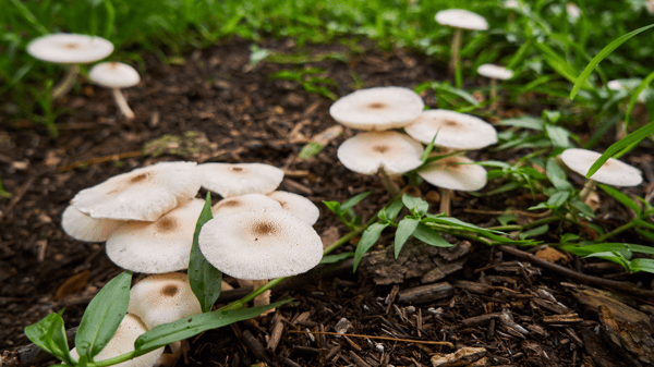 Picture for: Young Scientists: The Secret Life of Mushrooms - Ages 3-5