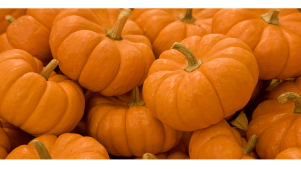 Course Pumpkin Fest image 1