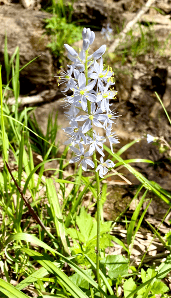 Picture for: Wildflower Walks