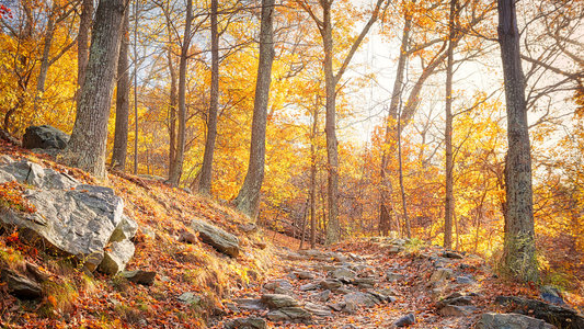 Falling leaves