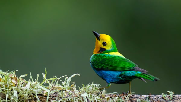 Picture for Adult and Me: Birdwatching Workshop