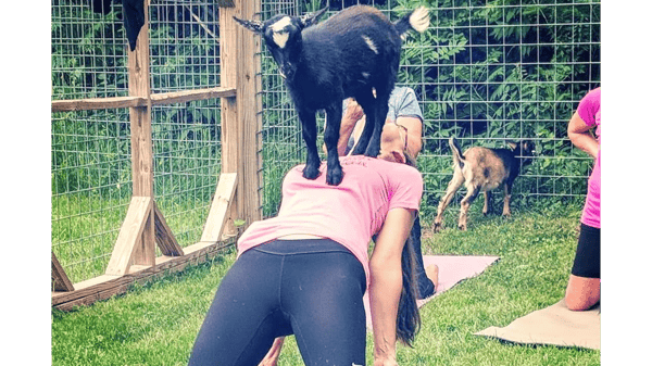 Course Goat Yoga image 3