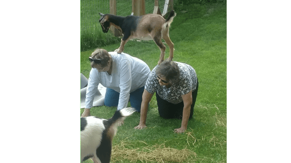 Course Goat Yoga image 4