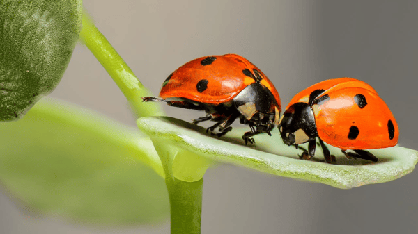 Course Bugs! Bugs! Bugs! image 1