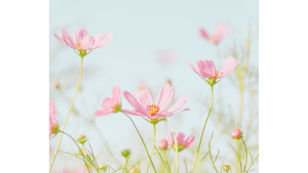 Picture for: Free Parent Coaching