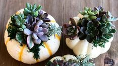 Course Autumn Succulents image 1