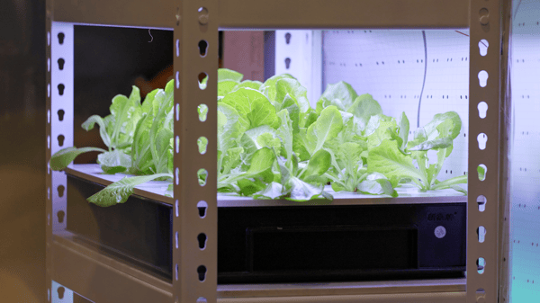 Course Hydroponics 101: Getting started with vertical farming image 1