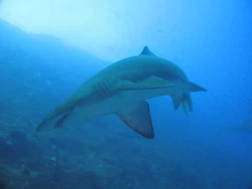20080322-Fishrock065