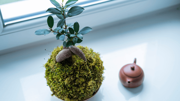 Course Kokedama Balls image 1