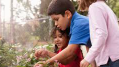 Picture for: Pollinator Gardening for Kids