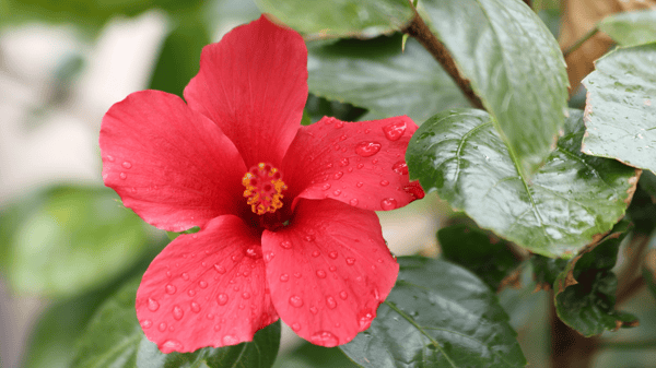 Picture for: How to Overwinter Tropical Plants
