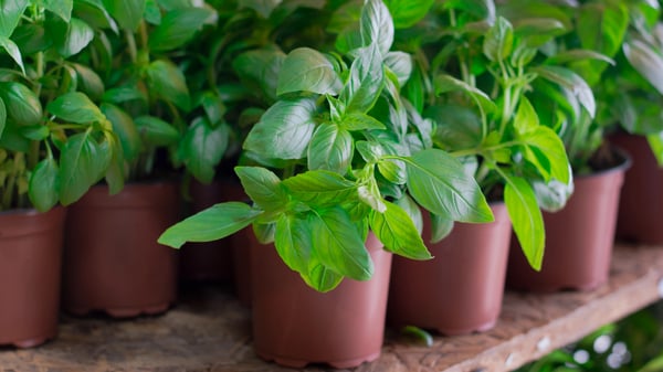 Picture for Culinary