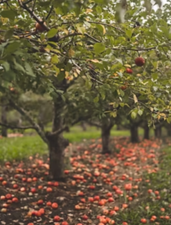 Picture for: Apple Picking with Smoked Meat Dinner & Apple Pie at Everly Farms (Ages 21 and older)