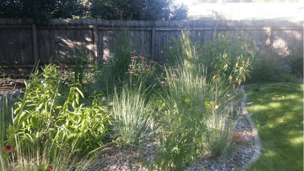Course Introduction to Native Pollinator Gardening image 1
