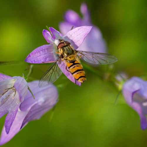 Syrphide
