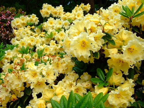Rhododendron