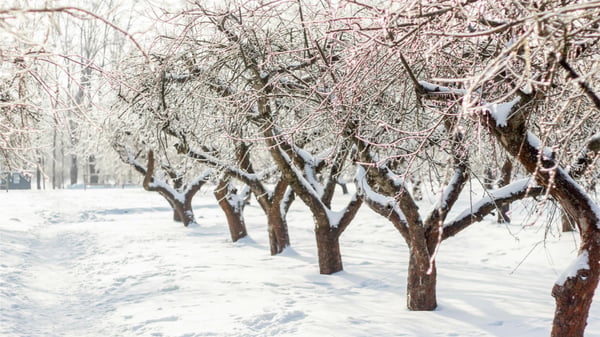 Picture for Winter Tree and Shrub Care