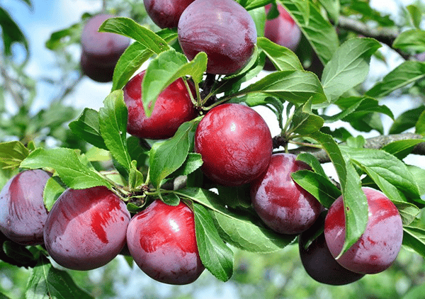 Picture for: Backyard Fruits (online)