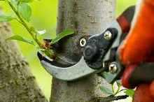 Picture for: Pruning Trees & Shrubs (online)
