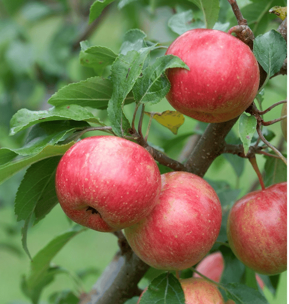 Picture for: Growing Apples (online)