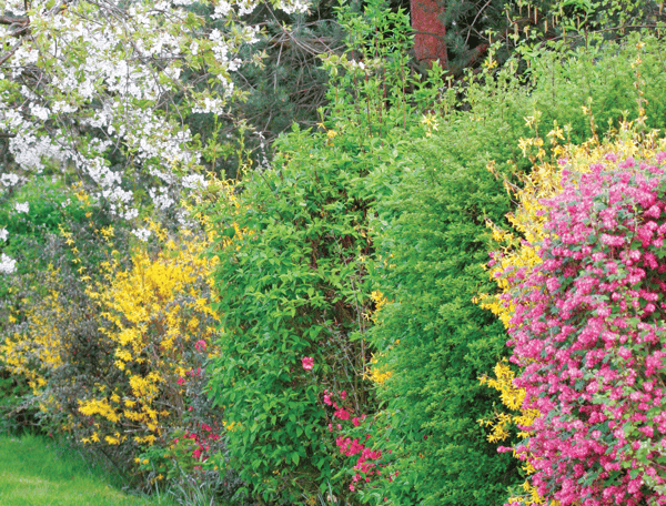 Picture for: Living Fencelines