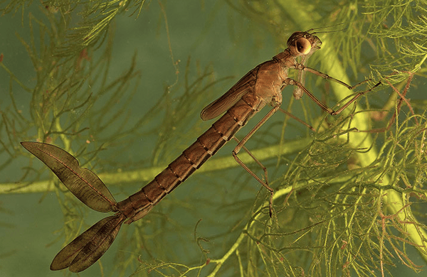 Picture for: Bugged Out Water (Adult/Child)