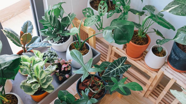 Picture for What's Eating Your Plant