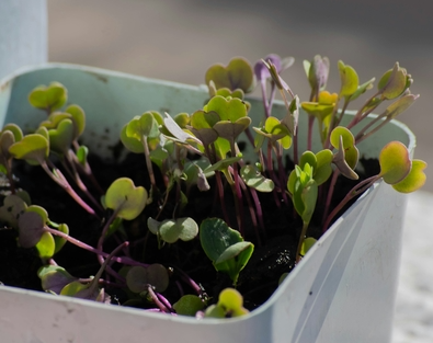 Picture for Growing Microgreens
