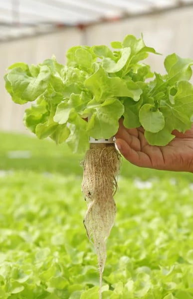Picture for Getting Started in Hydroponic Gardening