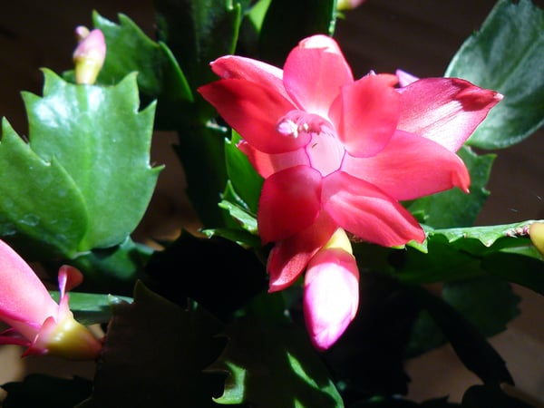 Picture for Houseplant Success