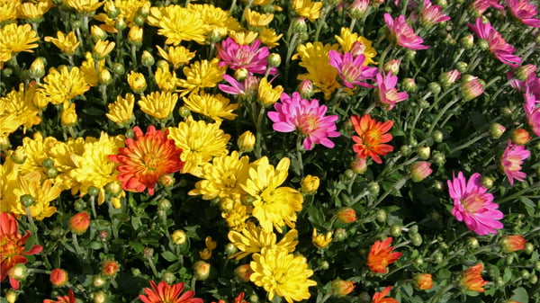 Picture for Fall Native Perennial Planting