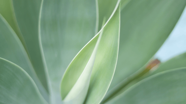 Course Songbird Favorite Native Plants image 1