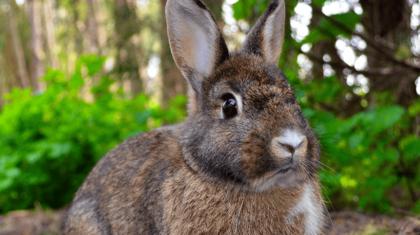 Picture for: Managing & Minimizing Wildlife Damage