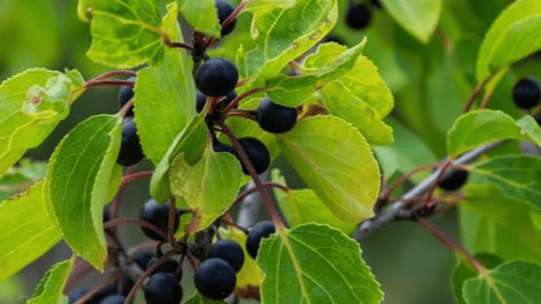 Picture for: The Buckthorn Battle