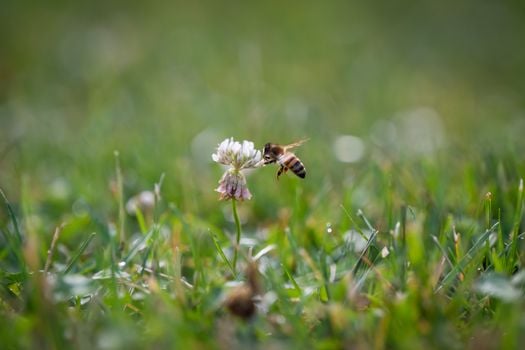 Image for Doing It Different: Habitat Help for Lawns, Shorelines & Pollinators