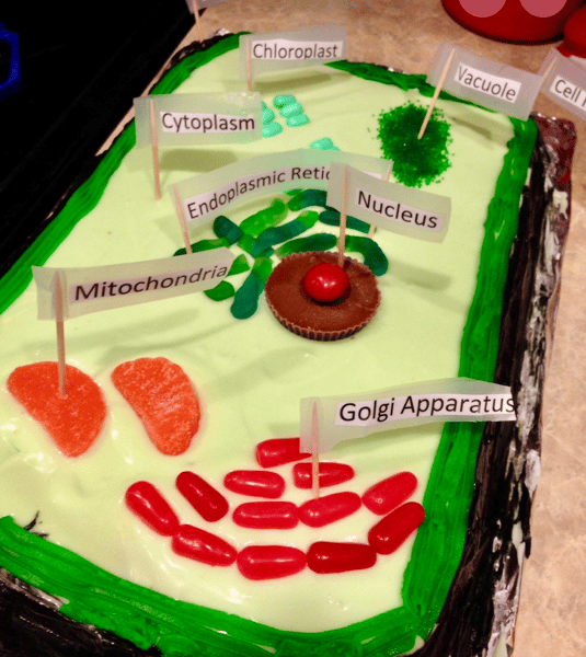 Picture for: STEM: Edible 3D Cell Models - A Journey to the Micro-Bakery (Grades K-6)