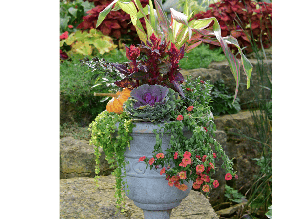 Course Get Creative with Cool Weather Containers image 1