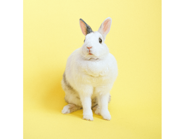 Course Bunny Yoga image 1