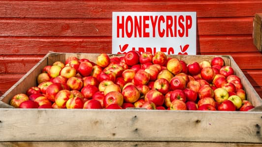 Course Young Scientist Roundtable: Invention of the Honeycrisp Apple image 1